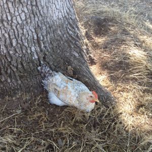 This Buster my  Euskal Oiloa Basque Rooster. Chillen by the big oak tree.
