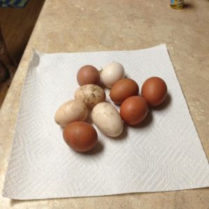 Hens are 4 months old - surprised with 9 eggs this evening