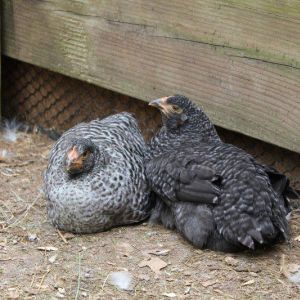 Cacciatore (left) and Carbonera (right)