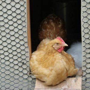 General nesting in the coop entrance