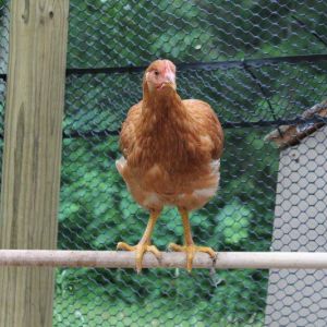 Popcorn on the swinging roost