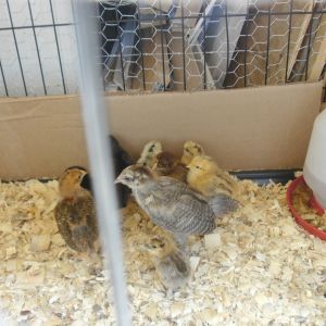 my first 9  chicks, 2 partridge silkies, 1 golden salmon maran, 2 blond salmon maran, 2 black maran, were all about a week and a half here, and the ameraucauna and production red mix silver lace Wyandot was about 2 and a half weeks old