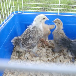 the one in corner is a blond salmon maran with a partridge silkie next to it.