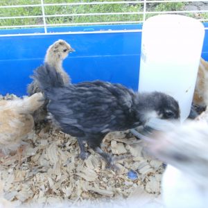 one of my black marans