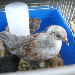 ameraucauna