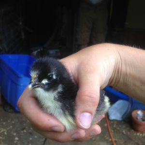 black astrolorp chick