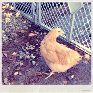 Deep the Hutt copes with the mister and her chicken instincts on a 105 degree day.