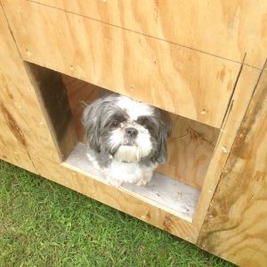 My puppy testing out the chicken door