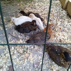 Sold as Ameraucanas-I suspect they are EE...I love these babies just the same!