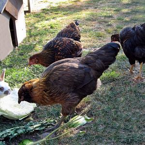 Sharing cabbage with the rabbits