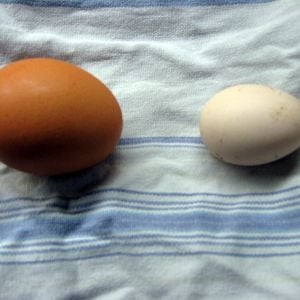 Our first egg! Olive, my Silkie laid the tiny egg on the right. The other is there for comparison.