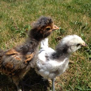 Here they are. Snow and amber. I named Snow Snow because she is white and Amber because she is gold. Awesome chicks!