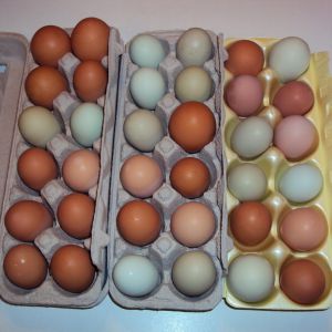 Several days worth - we get 6 - 10 eggs a day (May 2013).