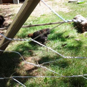 Pepper in the middle of picture