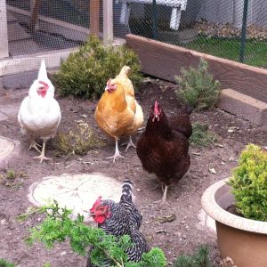 My girls in their free range garden
