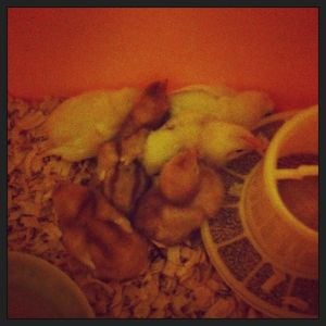 Our first chicks, 3 white leghorns, 3 redsexlinks.