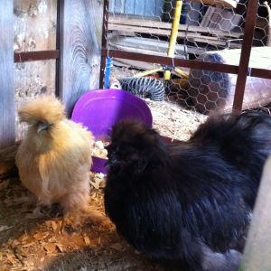 left to right- Silkie hen Sookie, Silkie Roo Johnny Cash