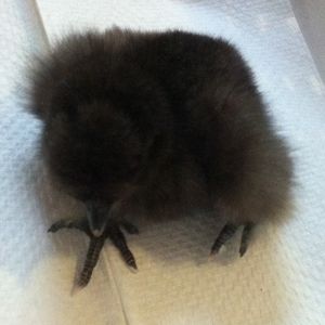 Chick with leg problem 1