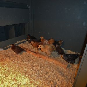 Our Chickens first night in the coop.