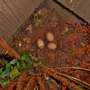 Our first eggs