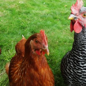 Angel and a no named Hen