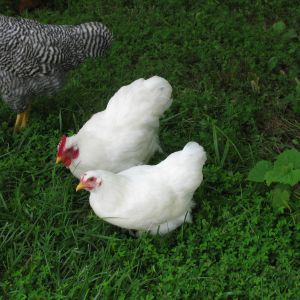 Shirley (cockerel) and Charlotte (pullet) - White Cochin Bantams - Free to good home where they won't be dinner.