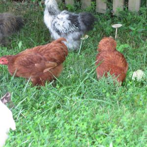 Ruby and Reba - Red Bantam Cochins