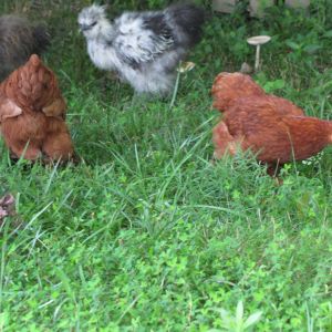 Ruby and Reba - Red Bantam Cochins