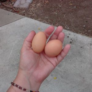 *
The girls' first eggs!!