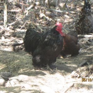 Oreo - black cochin bantam