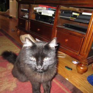 beau (pronounced bo) - Maine coon American shorthair