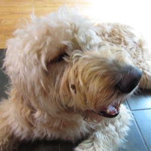 Jolie - golden doodle