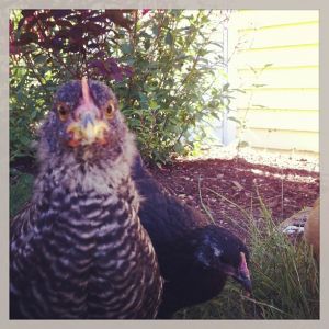 Pepper (front; Barred Plymouth Rock) and Poppy (Australorp). 7 weeks old.