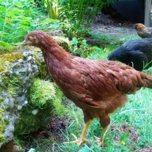 Glance our sweet silly little Rhode Island Red