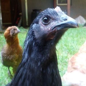 Ruth, our australorp