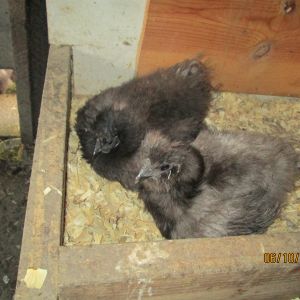 Milena & Squats, when they went broody together