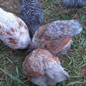 7 weeks, left pullet, right 2 cockerels, top 9 week barred rock pullet
chicken flower! Haha