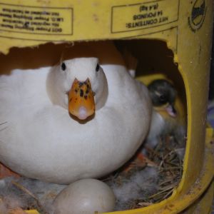 Call duck in nest with egg and duckling