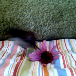 Golden Laced Wyandotte chick