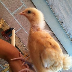 Melody - she loves to perch on my hand and sing melodies to me :)