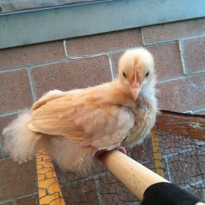 Cream - she's by far the lightest and littlest but acts like the Alpha