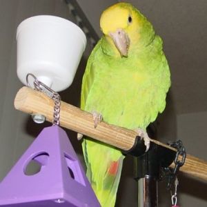 Scruffy looking adorable back in 2004, at about age 8