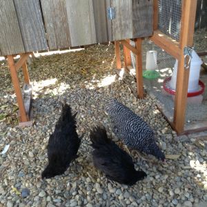Please ignore the barred rock, she has assumed the role of a protective adoptive "mother" to the Australorps