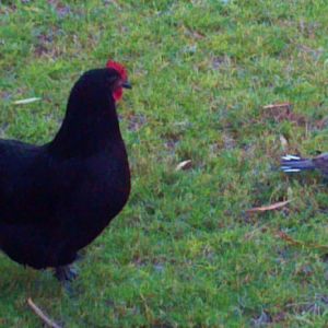 This is Thelma, She is an Australorp Hen. She is a very good egg layer. Very docile and loves to be around people. She is very Adventurous and likes to explore the yard.