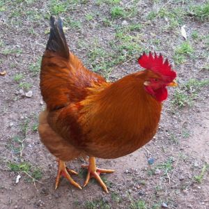 Roadie is my Rhode Island red Rooster. Very vocal and loves his hens. He's become a little stubborn lately. Don't turn you back on him he will get ya!