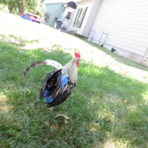 Checkers in his diaper