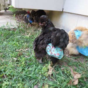 Chickens in diapers