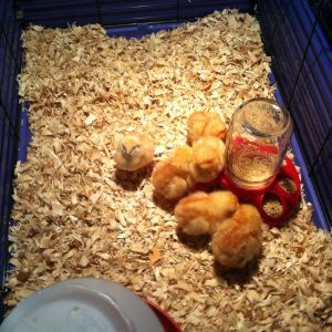 1st chicks-2013