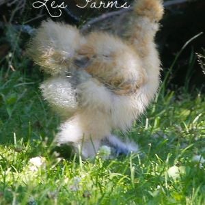 Silkie Chick - 6 weeks old - free ranging