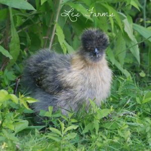 Silkie chick - 8 weeks old - hanging out in the shade